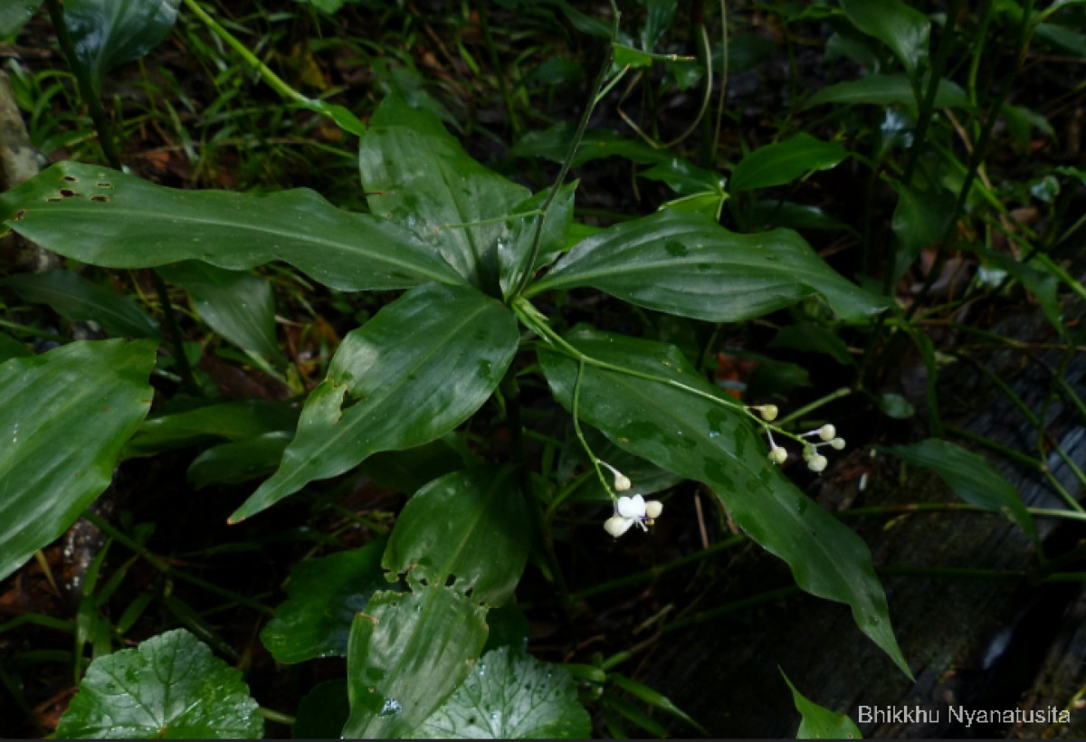 Pollia secundiflora (Blume) Bakh.f.